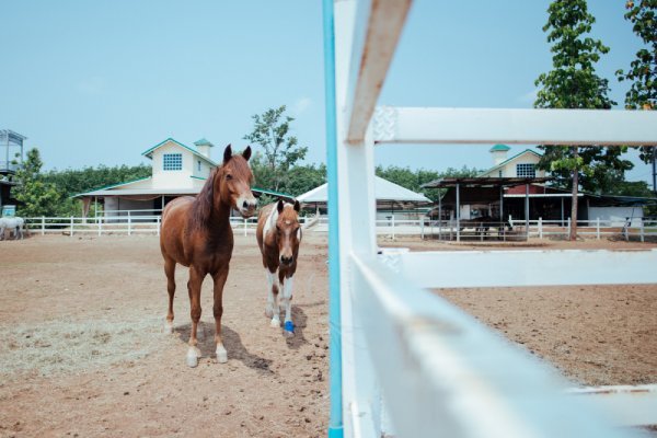 Haras para criação de cavalos: 8 dicas para comprar o seu